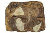 Three Fossil Ginkgo Leaves From North Dakota - Paleocene #262667-1